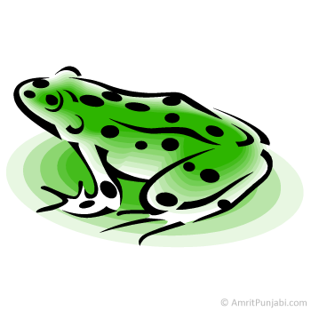 frog - dadoo
